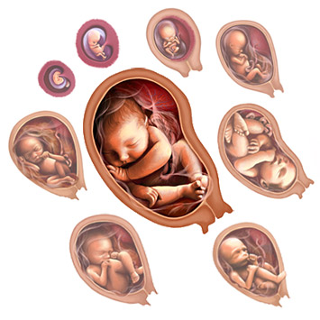 Developing Human Fetus